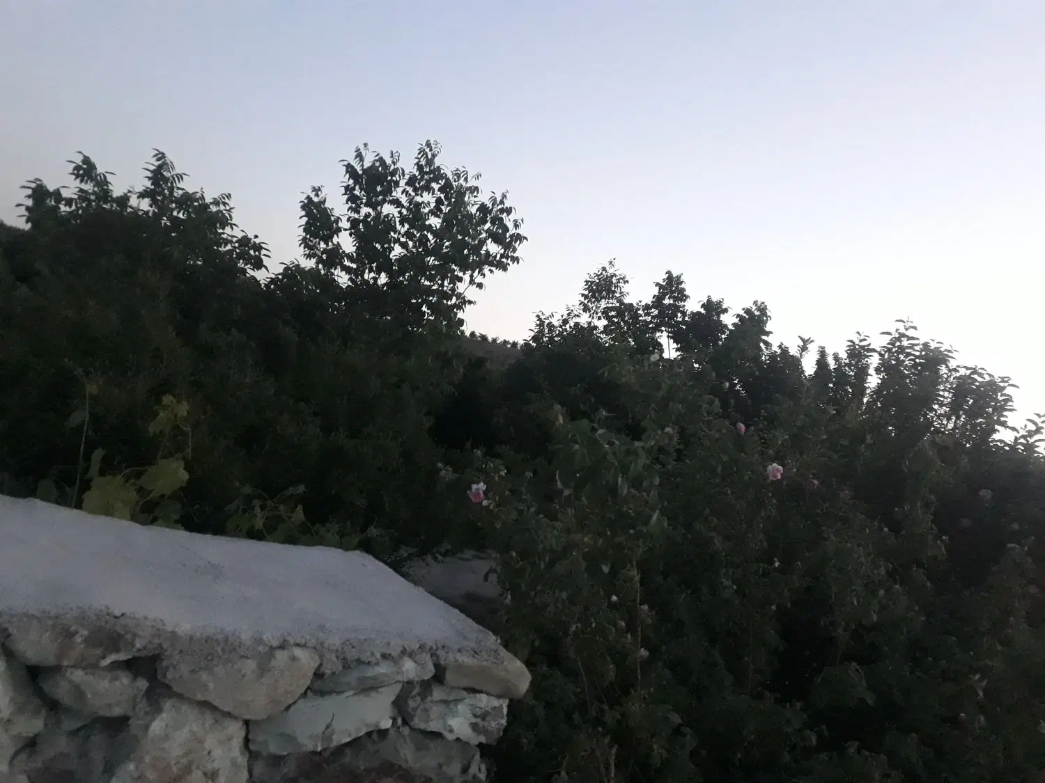 معاوضه زمین باغی با خودروی مگان اتومات