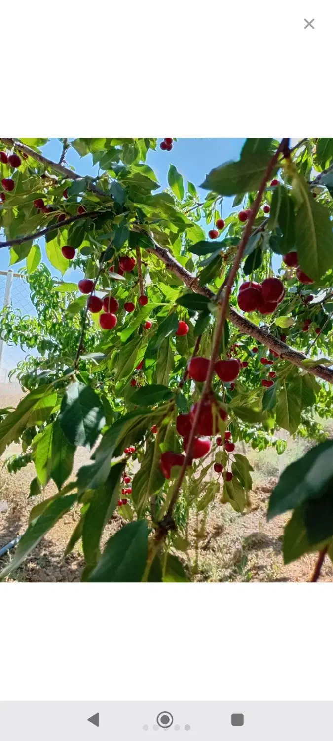 باغ ویلا