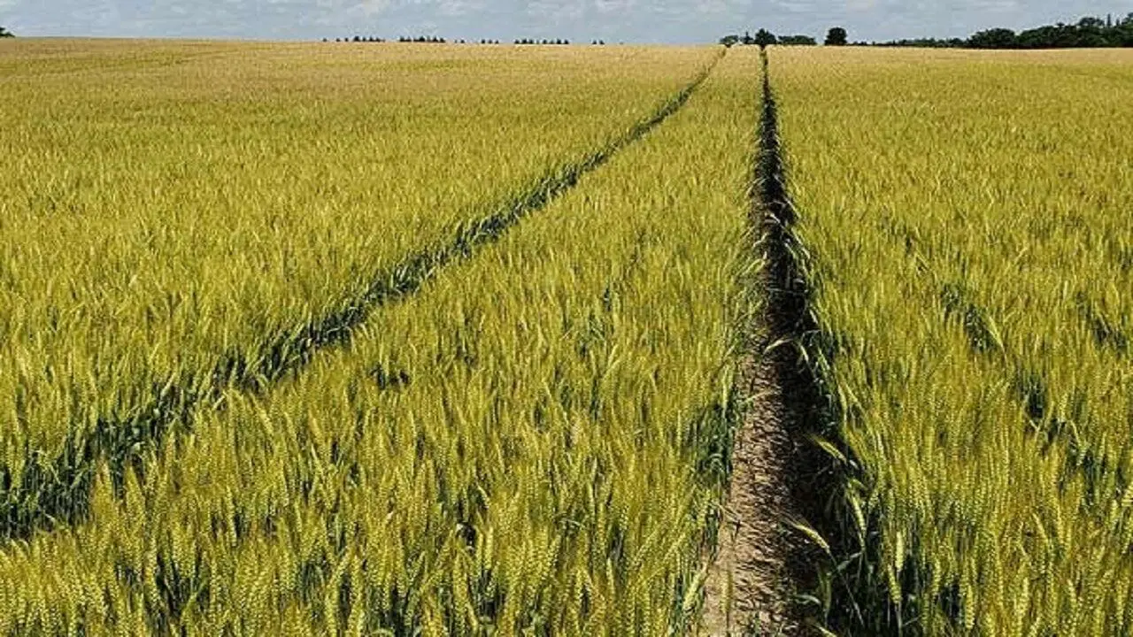 زمین دیم ۲ هکتار سند دار ، ازناب