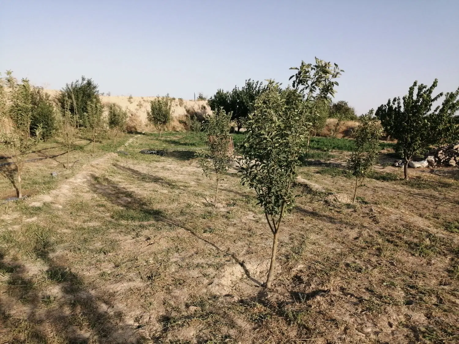 باغ چالاکی