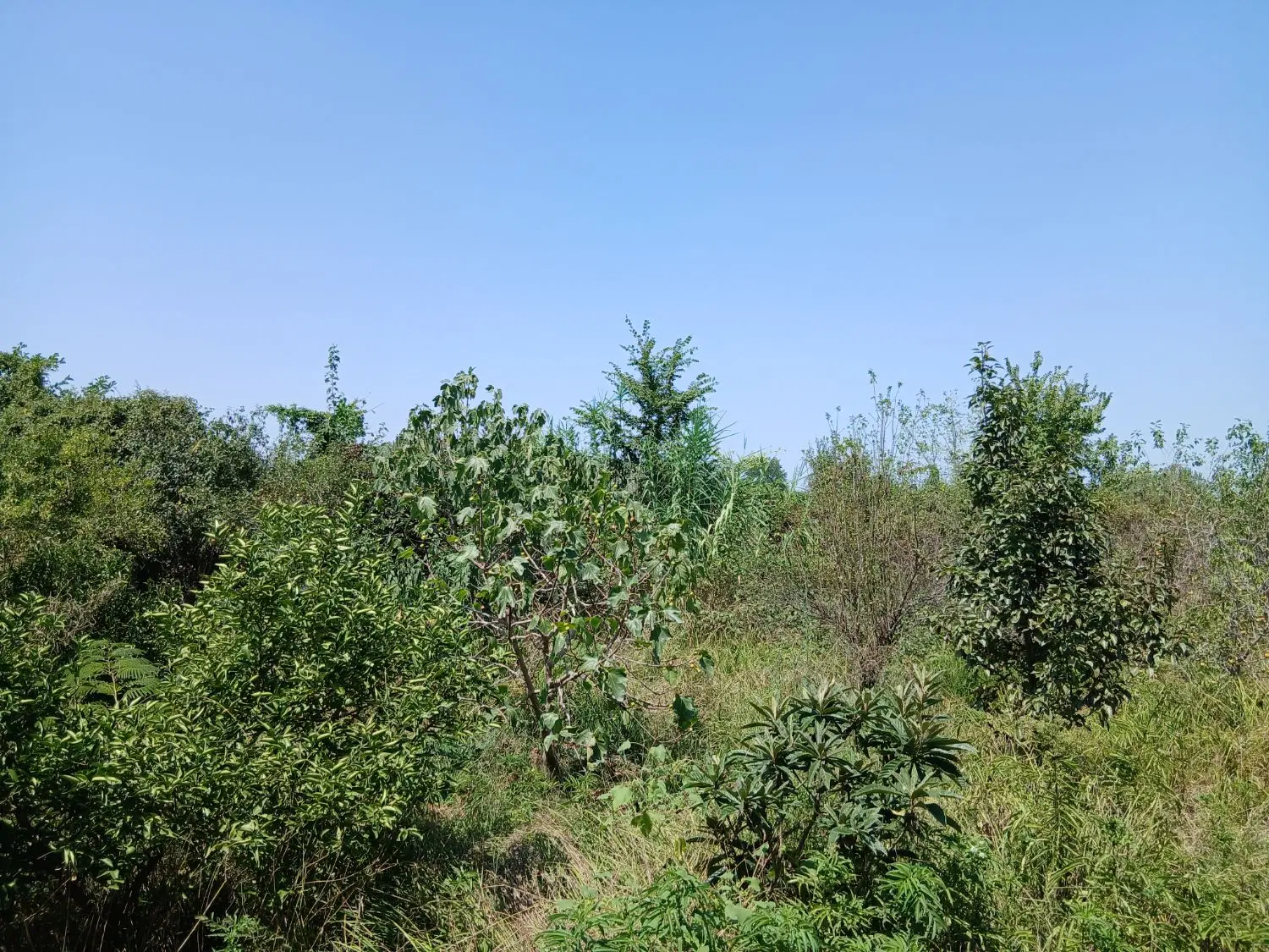 ۳۷۱زمین مسکونی باپروانه ساخت.