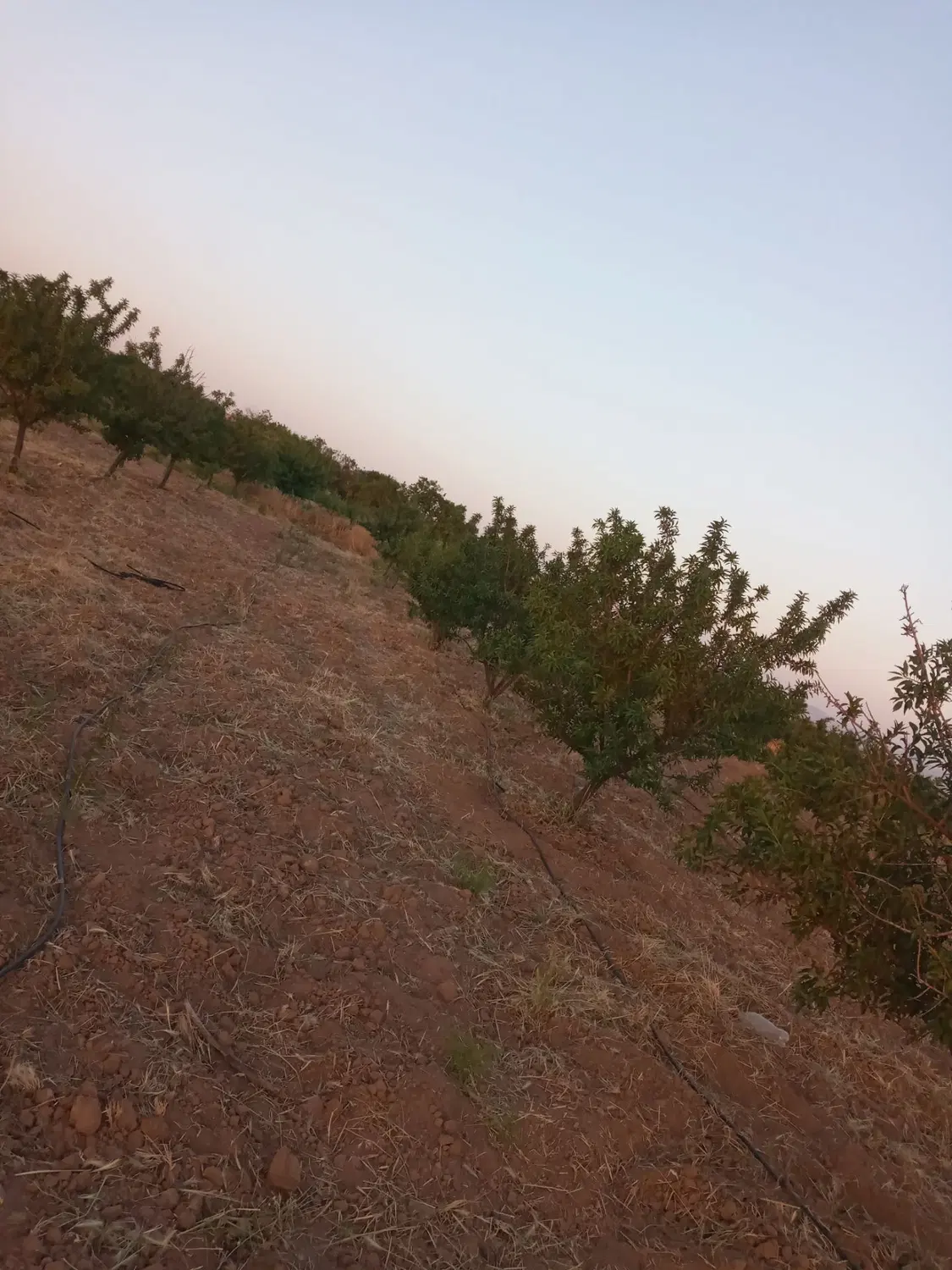باغ