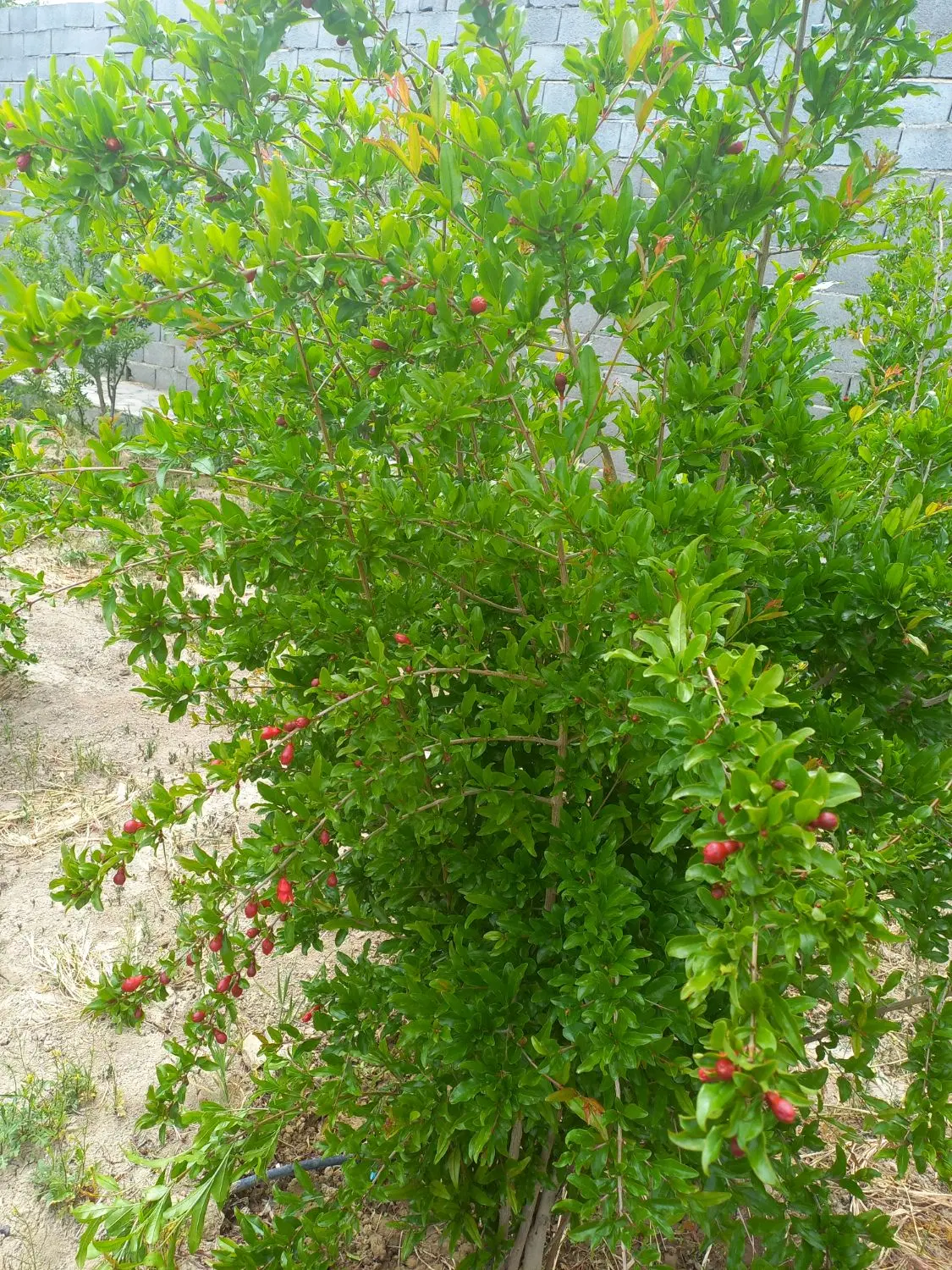 باغ چهاردیواری سهمیه اب برق آسفالت ازیران