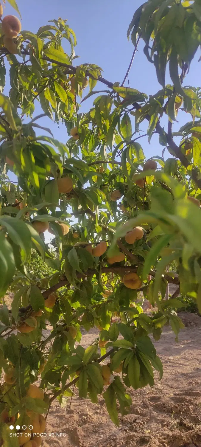 فروش یا معاوضه با خودرو