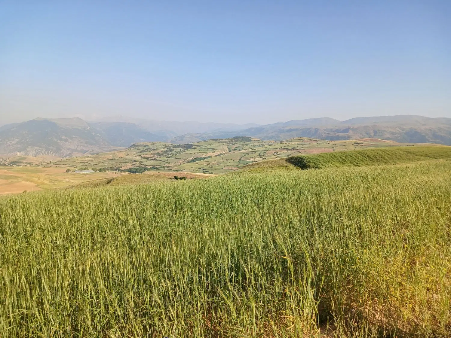 ۱۰۰۶متر زمین زراعی