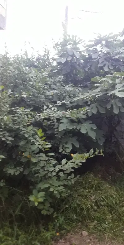 خانه ویلایی وزمین مسکونی ۱۰۰۰متر
