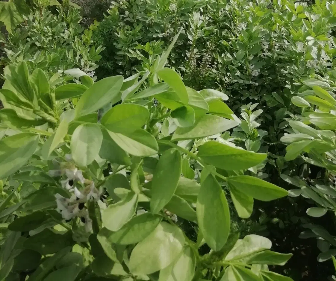 زمین کشاورزی مخصوص گلخانه
