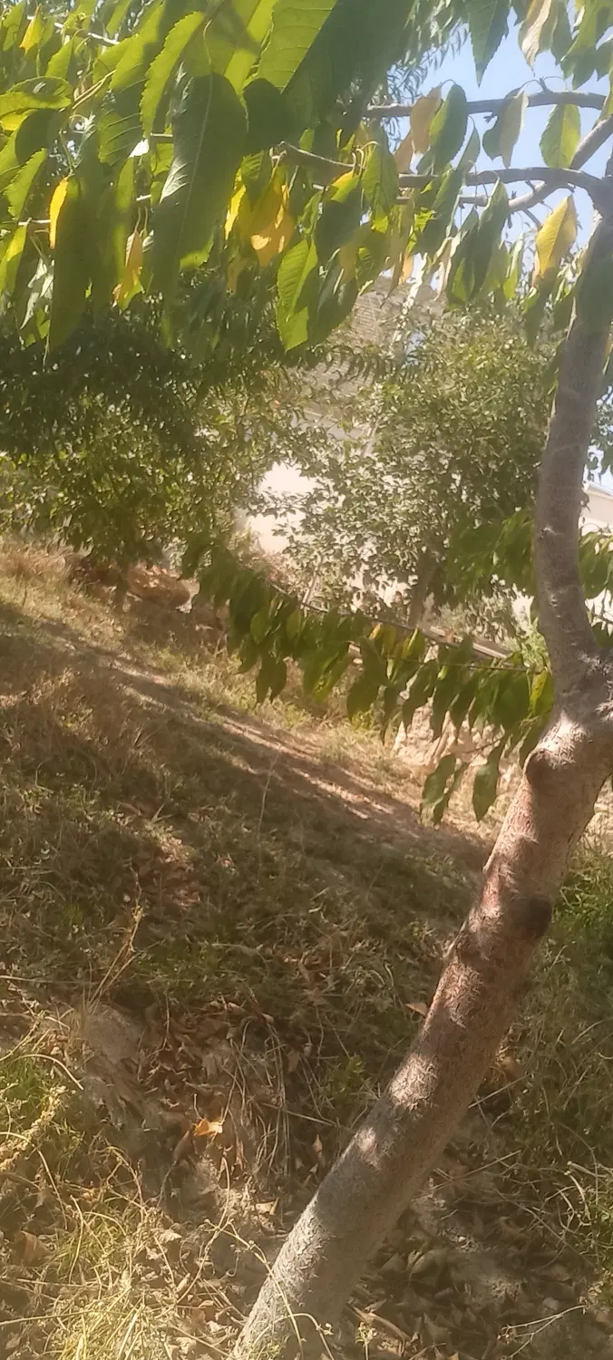 خانه باغ همخونه