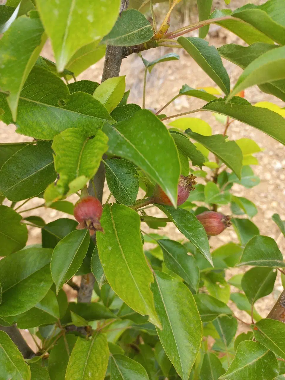 باغ
