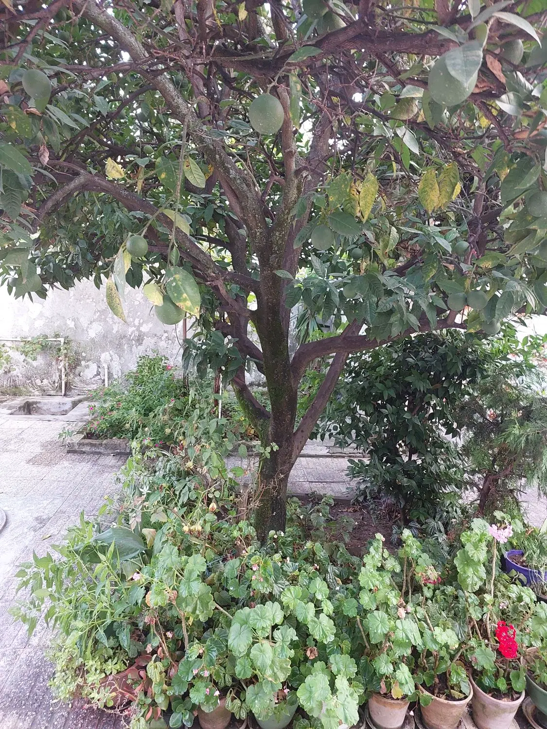 خانه کلنگی