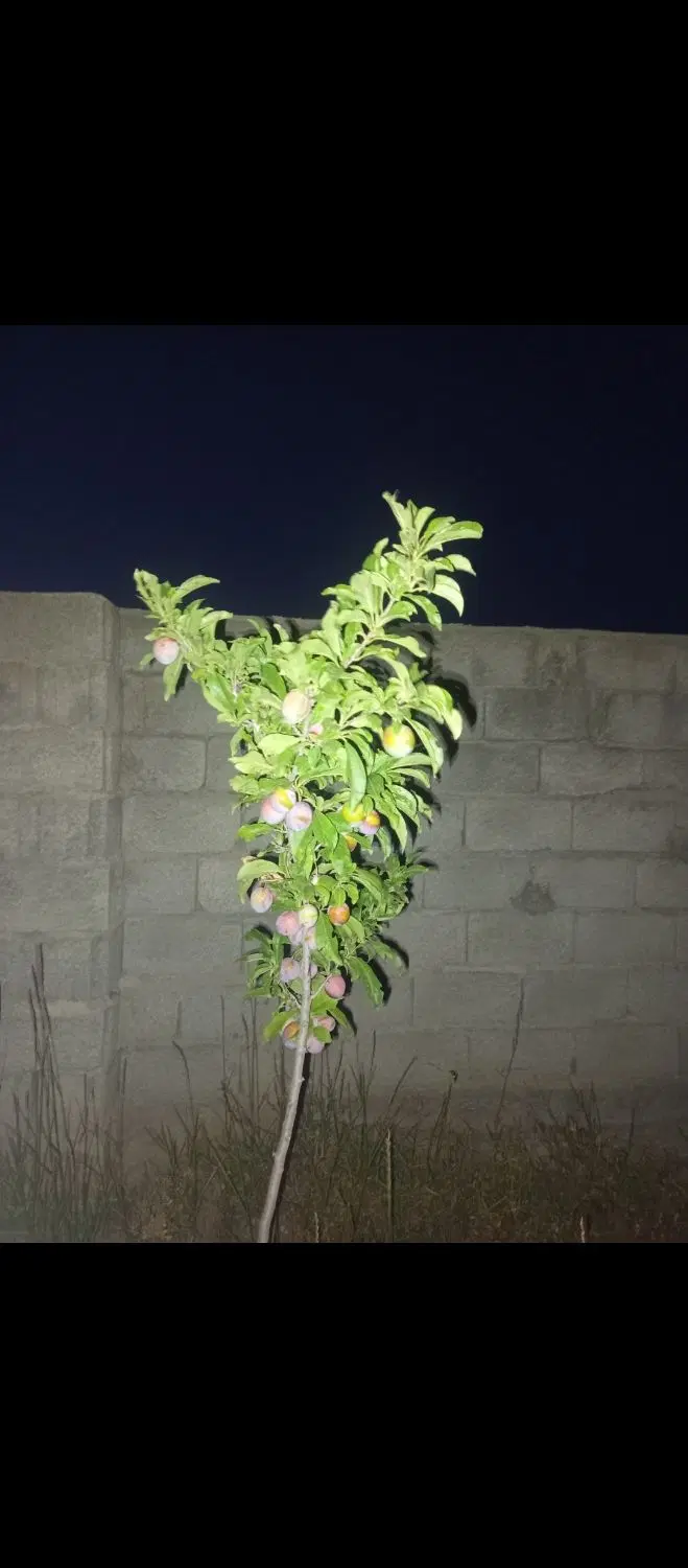 باغ در اسپیران عتیق