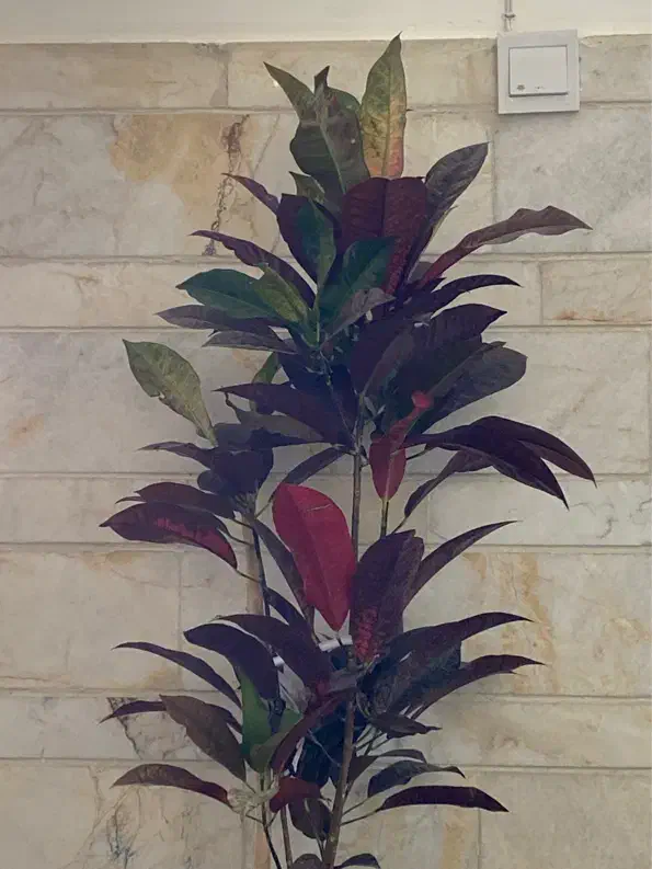 ۴هکتار باغ پسته ثمری