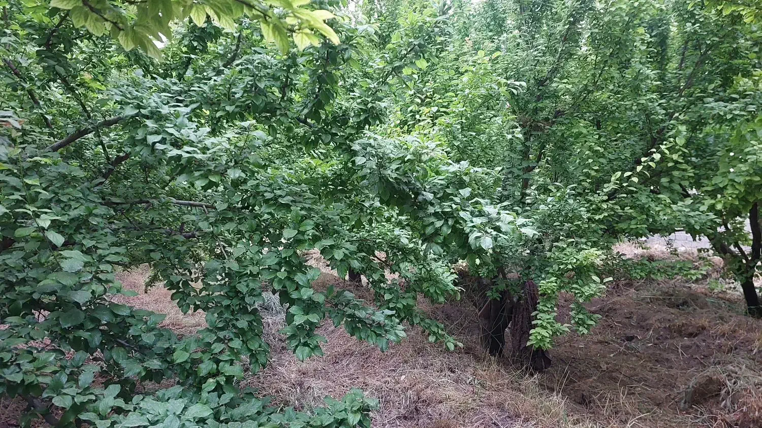 باغچه ۲۰۰متری به بالا