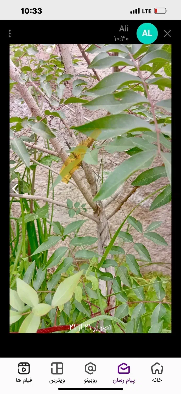 ملک کلنگی