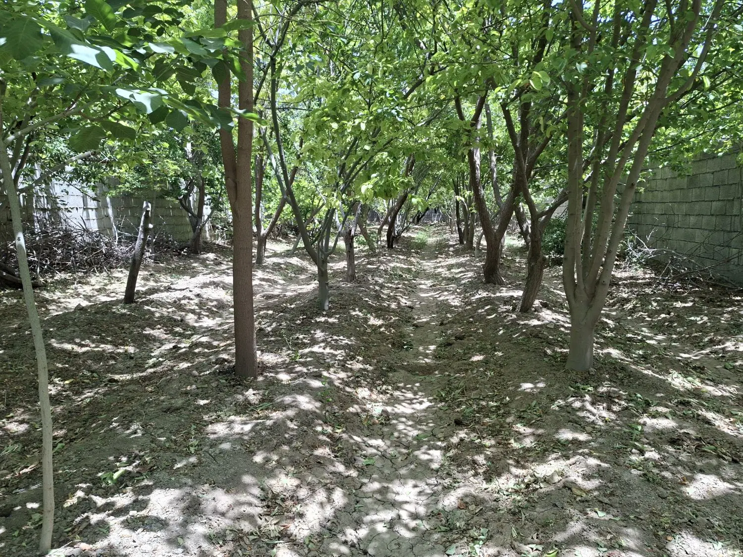 فروش باغ ۵۰۰ متری نزدیک کارخانه پنبر قلعه سفید