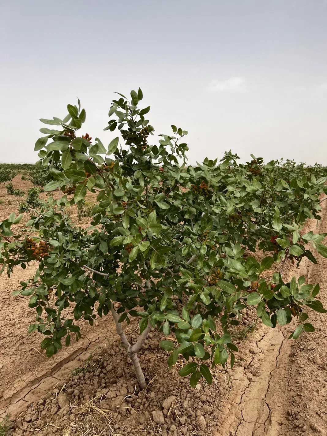 باغ پسته بار ده