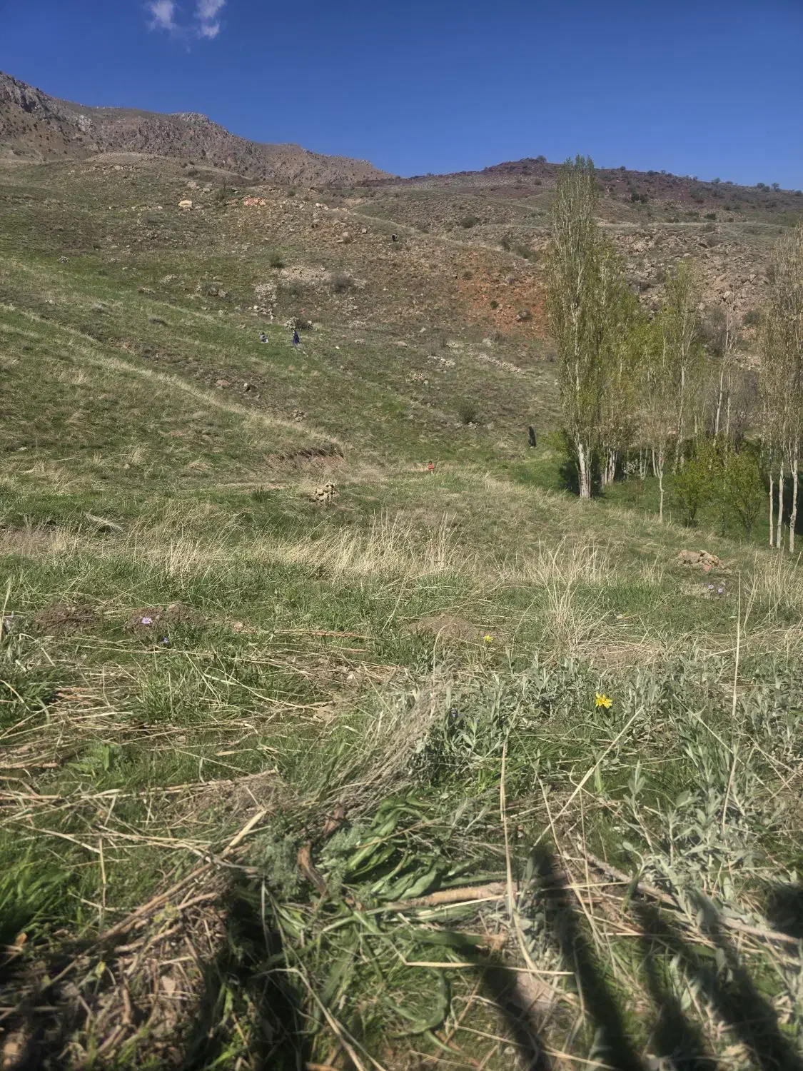 یک قطعه زمین در چهل خانوار و باغچه جوق
