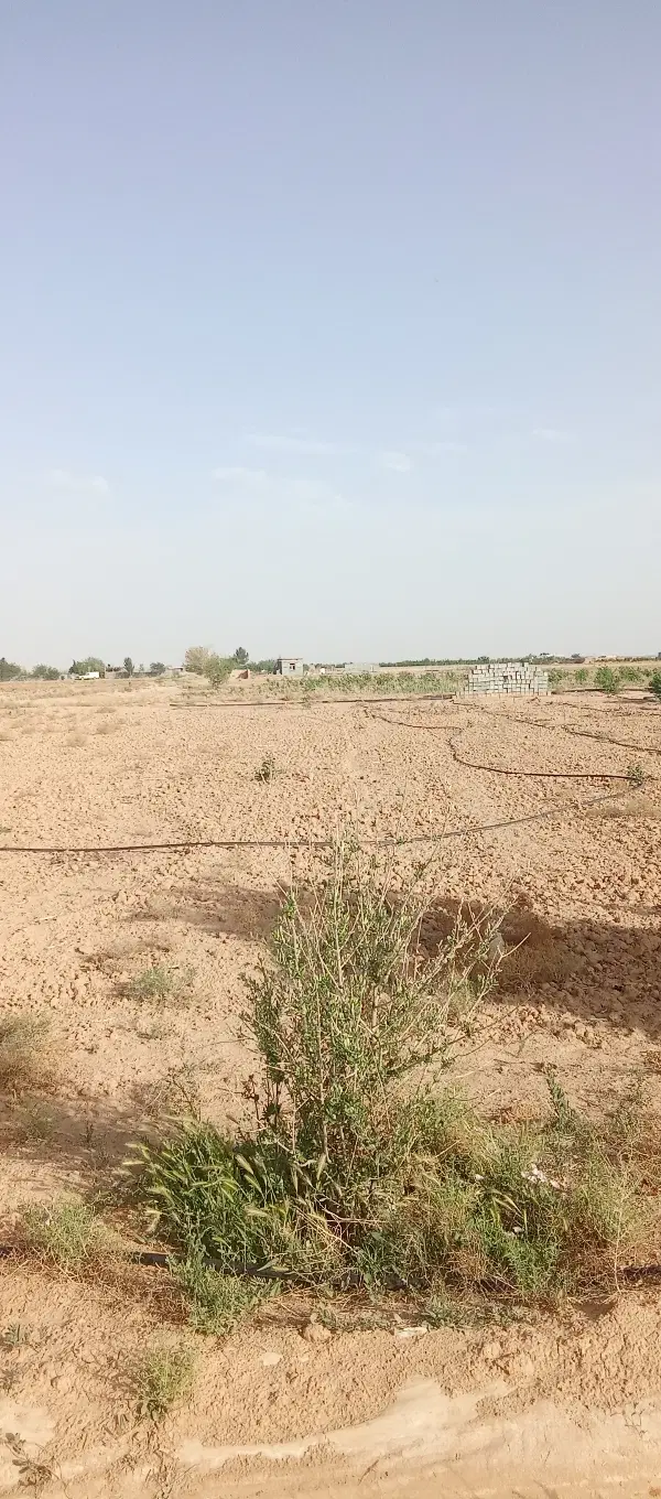 زمین باغی مناسب برای سرمایه گذاری