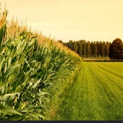 دو قطعه پانزده هزار سهمی زمین مشاع حاجی اباد