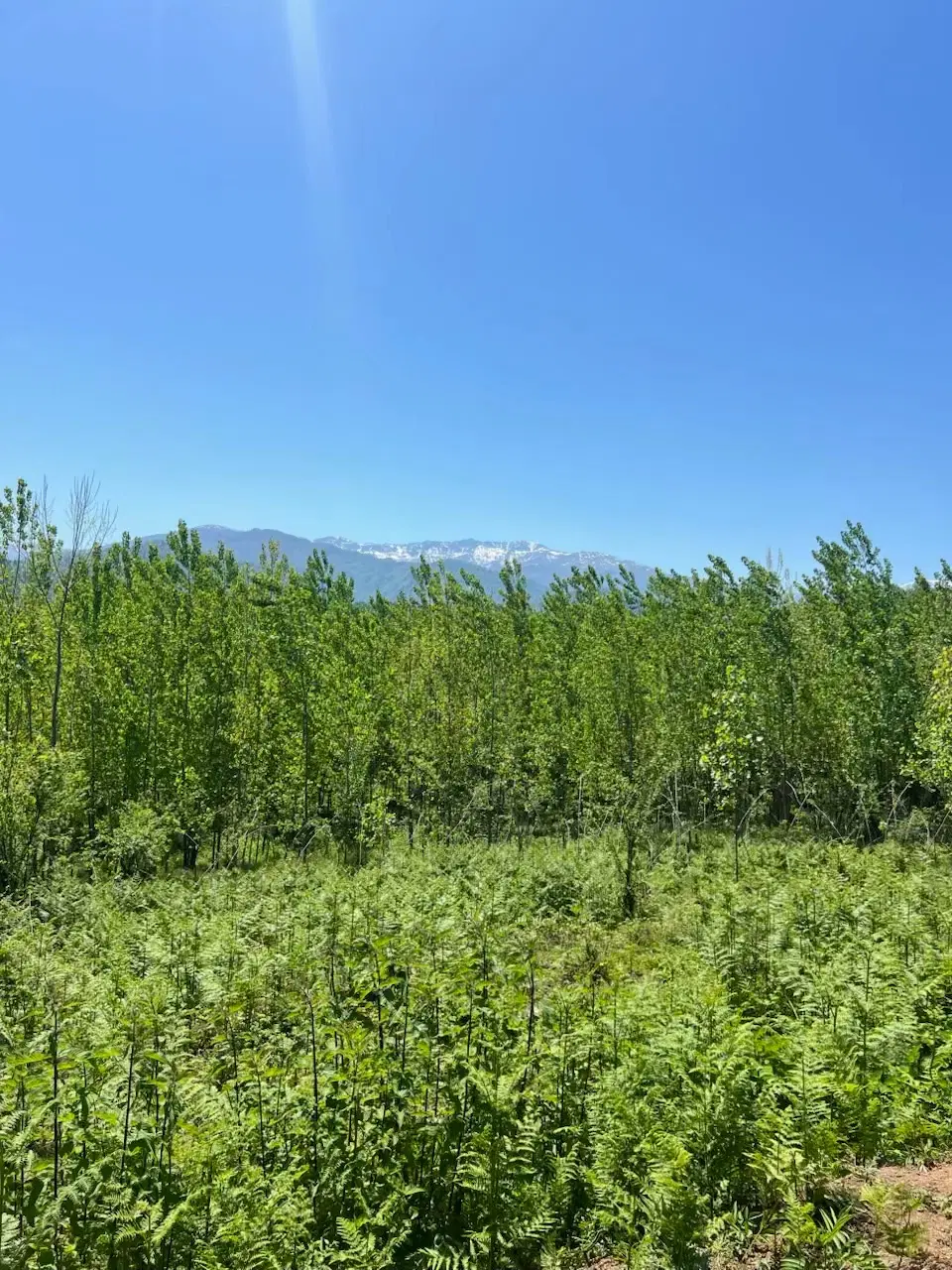 زمین ویو دار در محیطی آرام