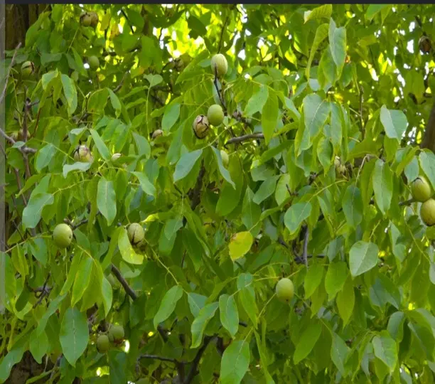 فروش باغ گردو