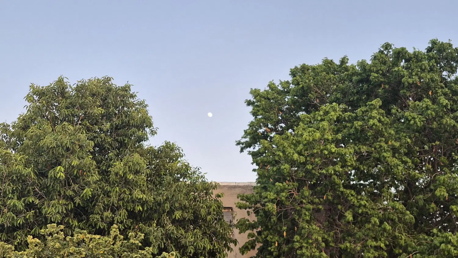 باغچه