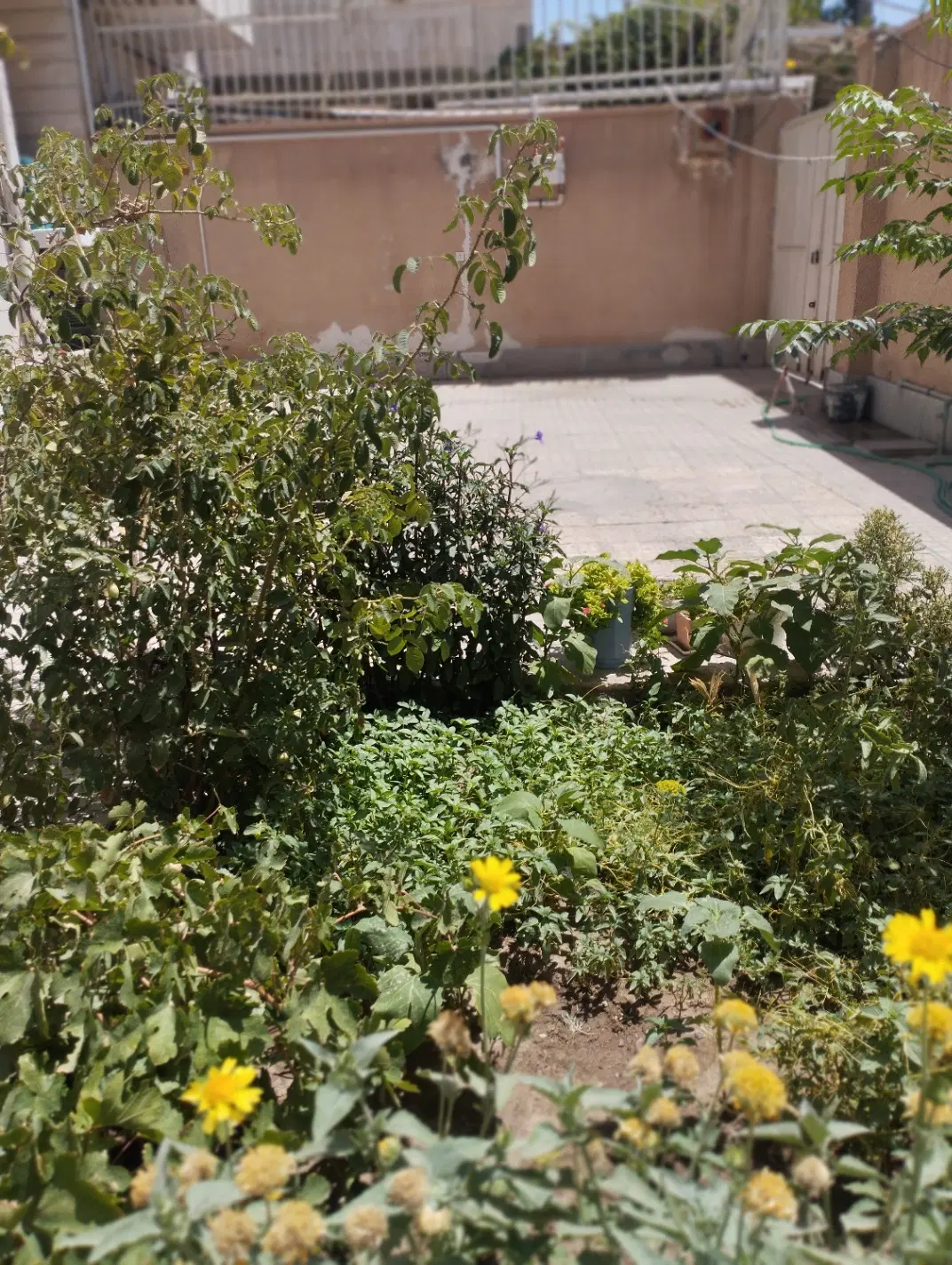 اجاره روزانه سوییت