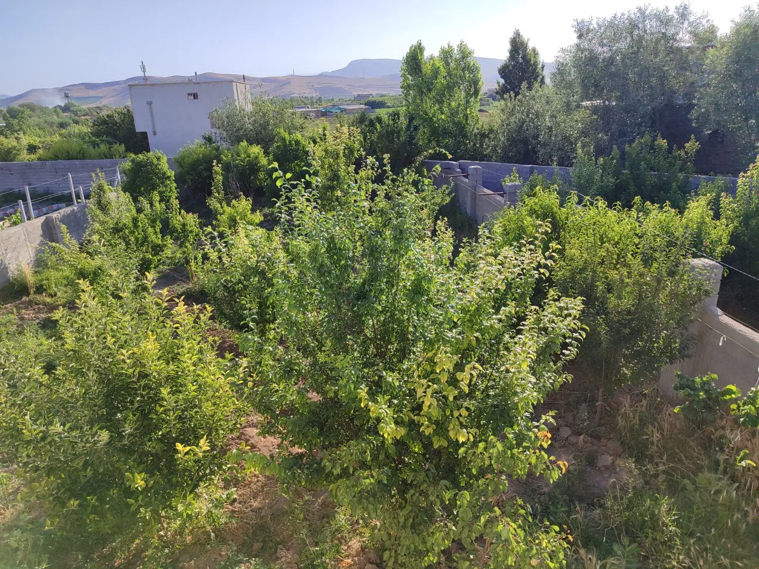 فروش باغ و باغچه