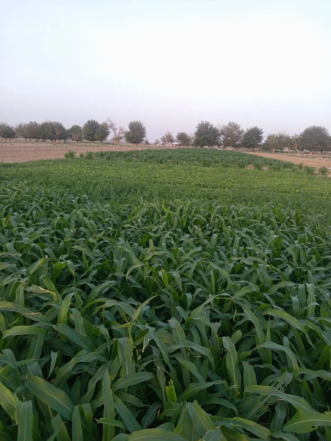 دو شبانه روز آب و زمین کشاورزی