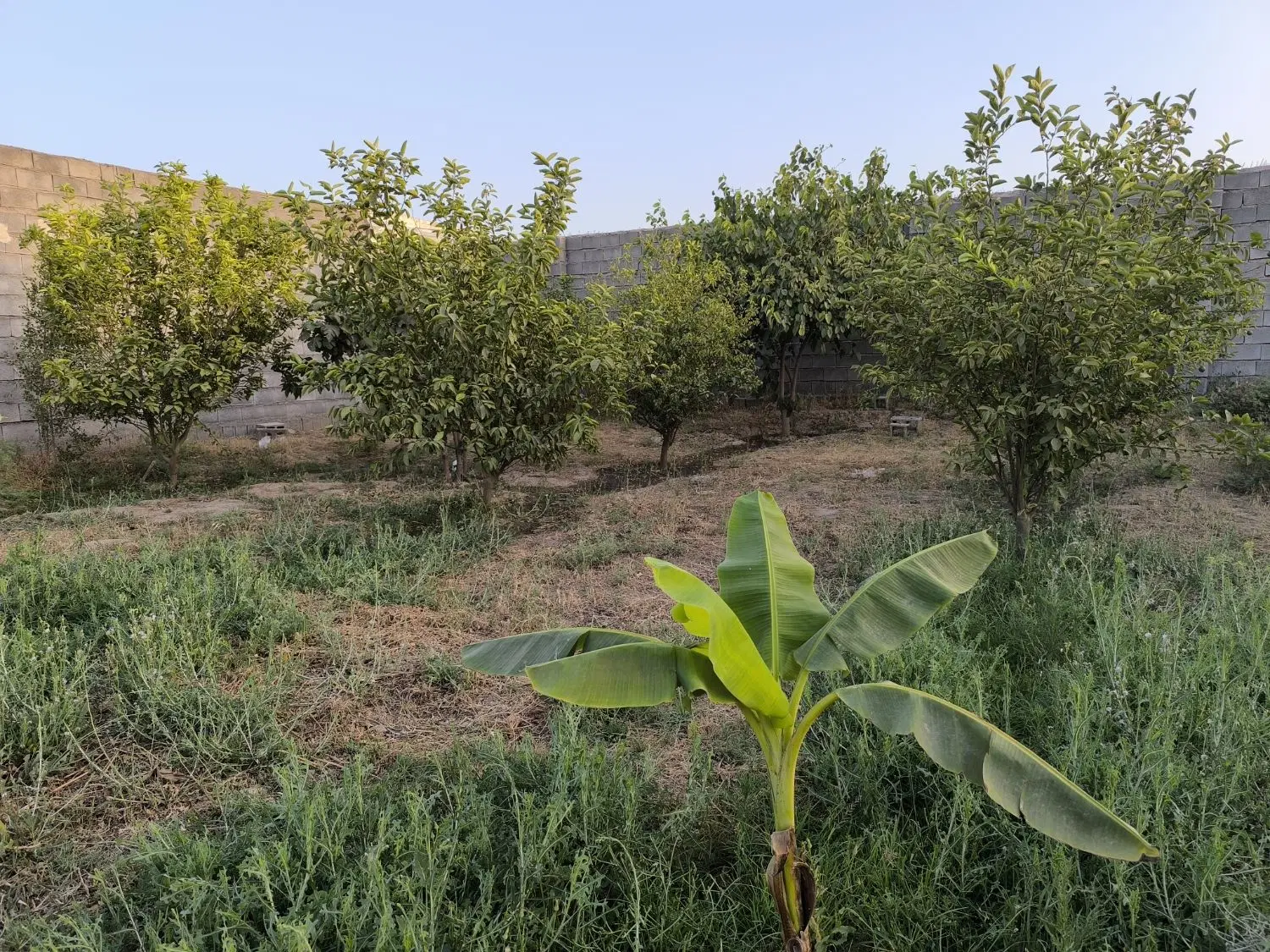 فروش باغچه شمس آباد دزفول