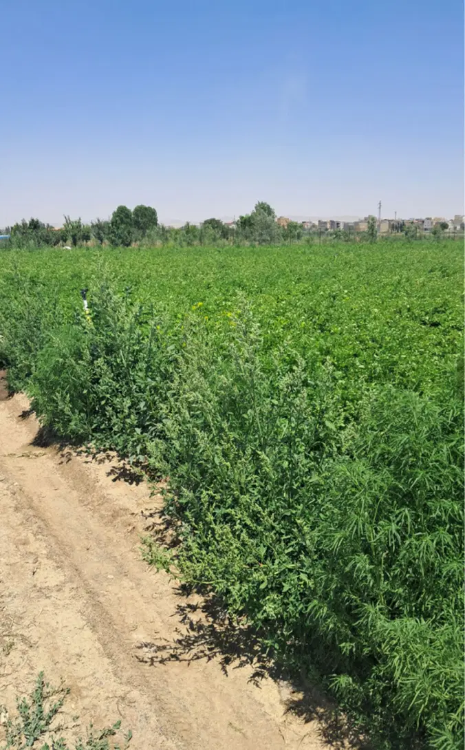 زمین کشاورزی باغی
