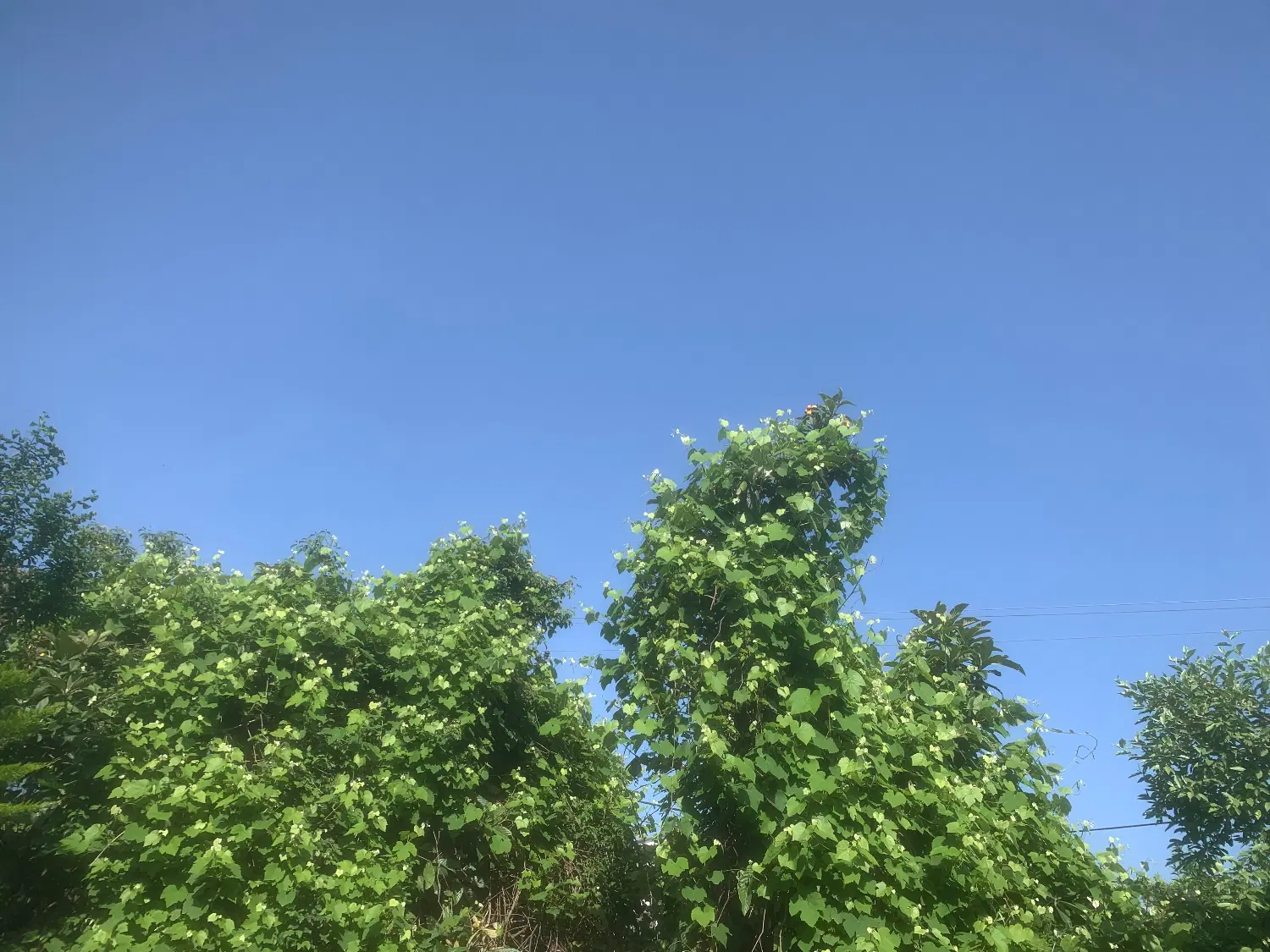 باغ خرمالو زروج محله شیرود