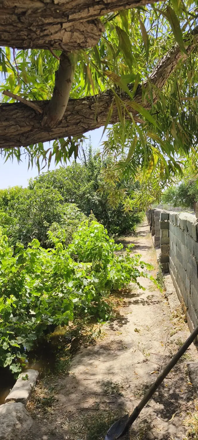 باغ میوه روستای منجیل آباد