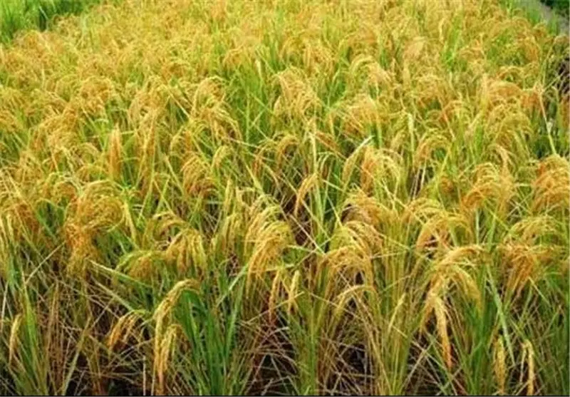 زمین کشاورزی