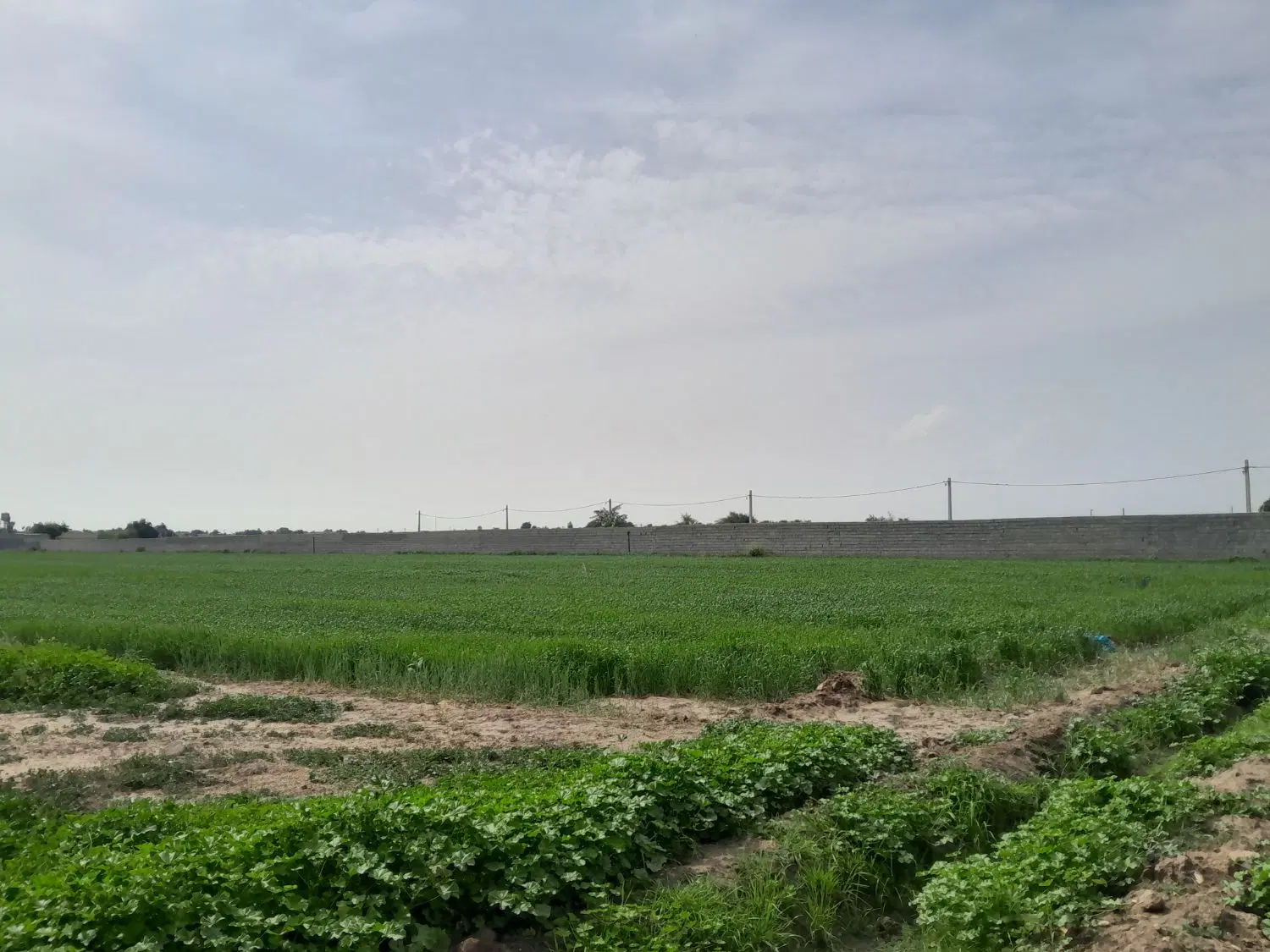 زمین ویلایی