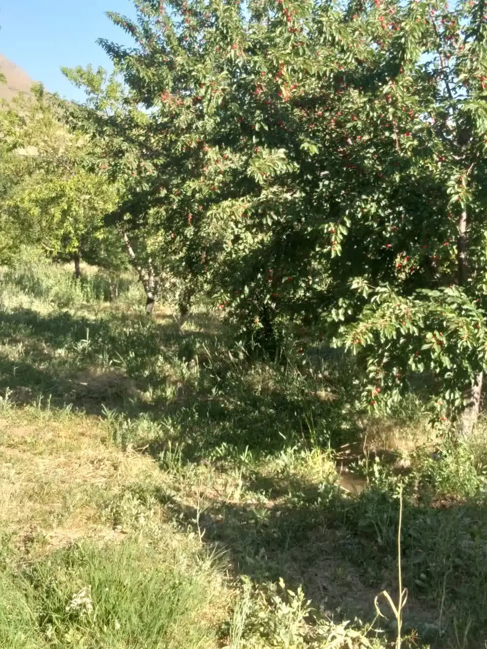 باغ میوه درآستانه