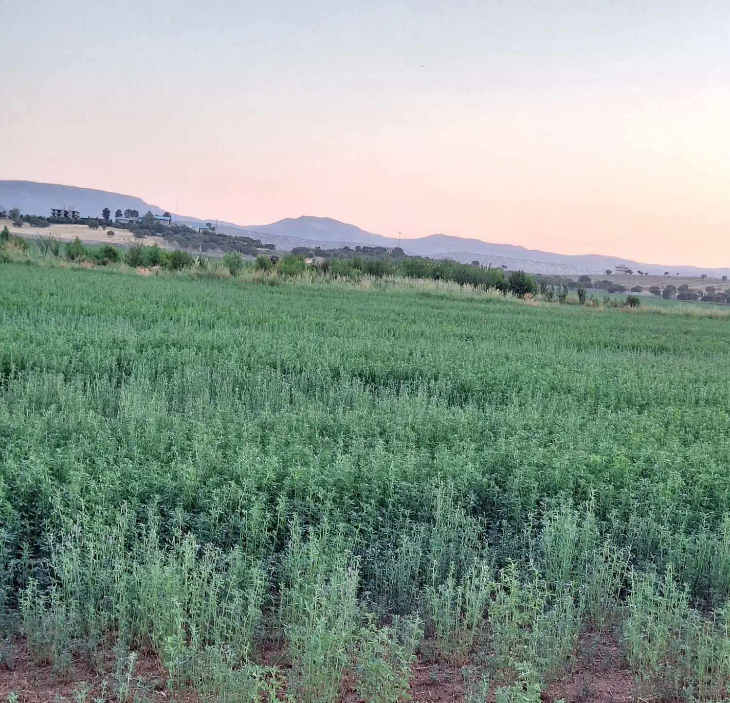 زمین کشاورزی آبی