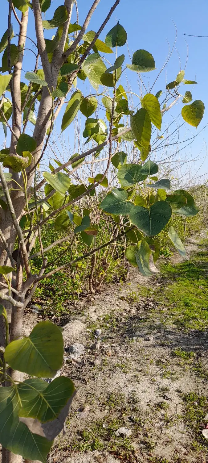 باغ