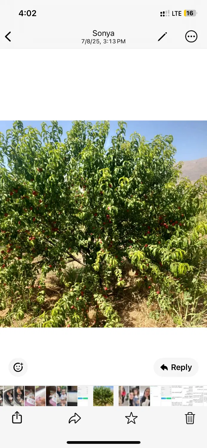 باغ چشمه سهراب