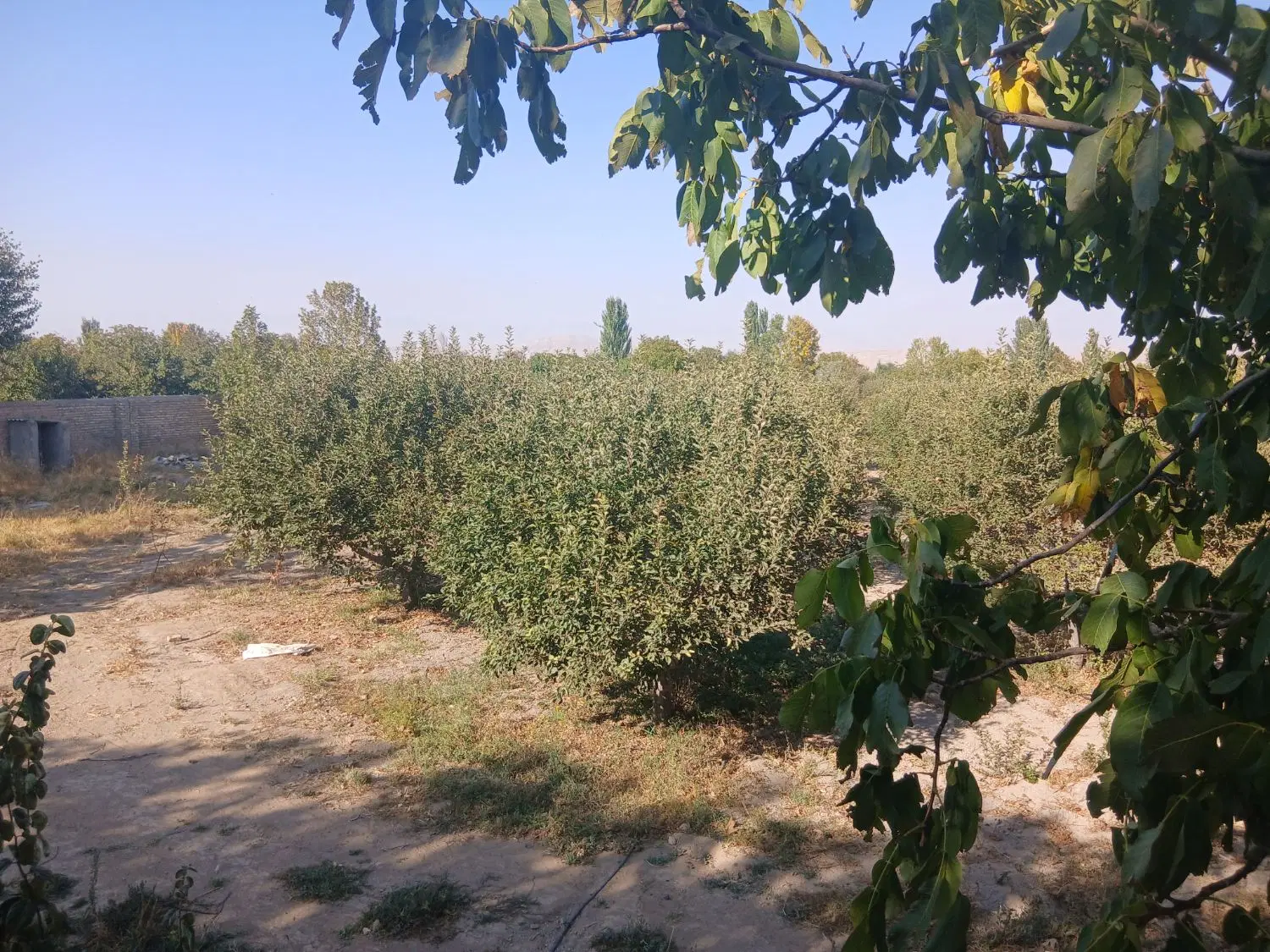 زمین باغی، مجموعه شرکت برق