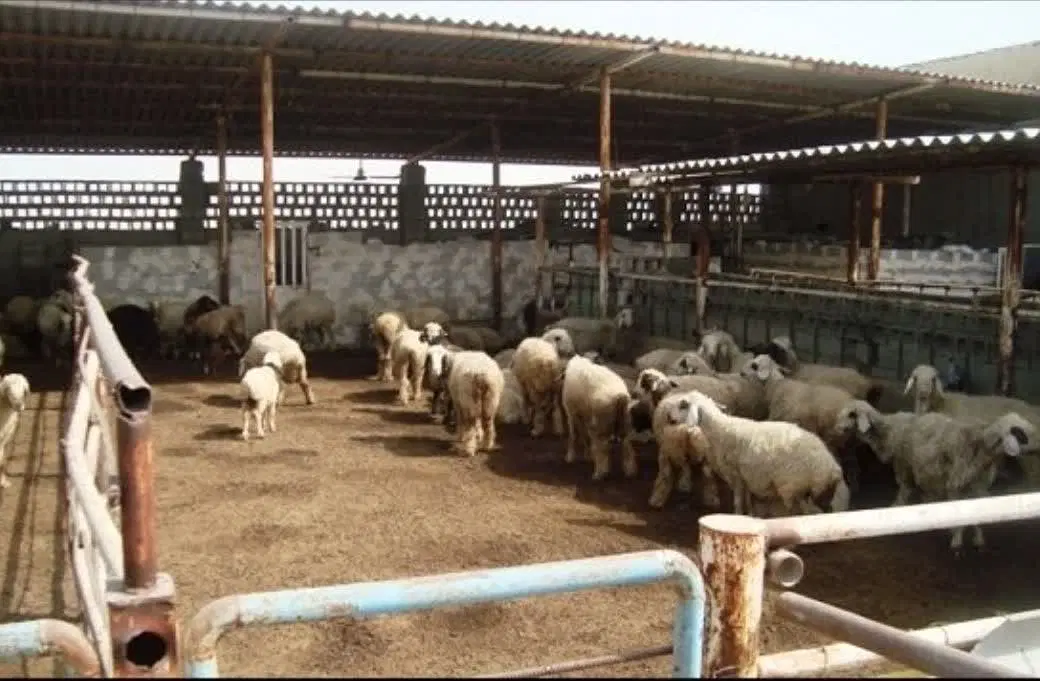 گاوداری و پرواربندی