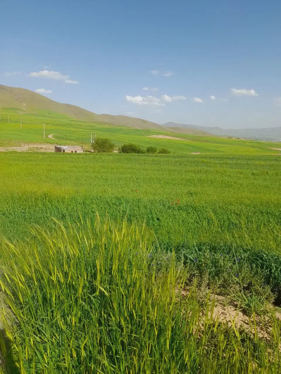 مناسب احداث گلخانه۱۸۰۰۰متر