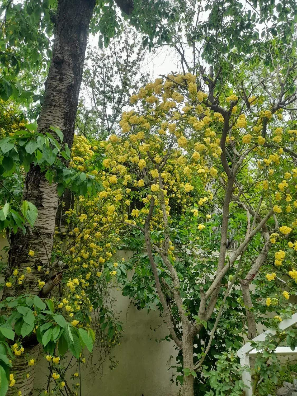 باغ ویلا در سولقان