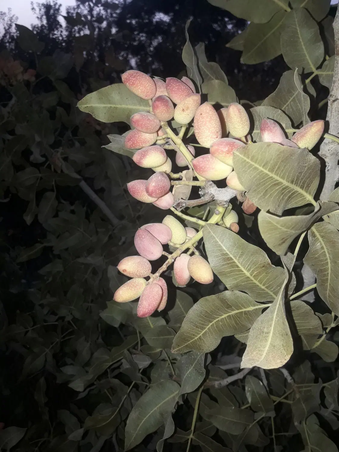 باغ پسته