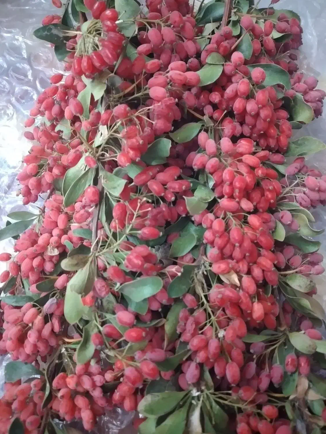 باغ۱۰۰۰ متری. امنیت و آرامش