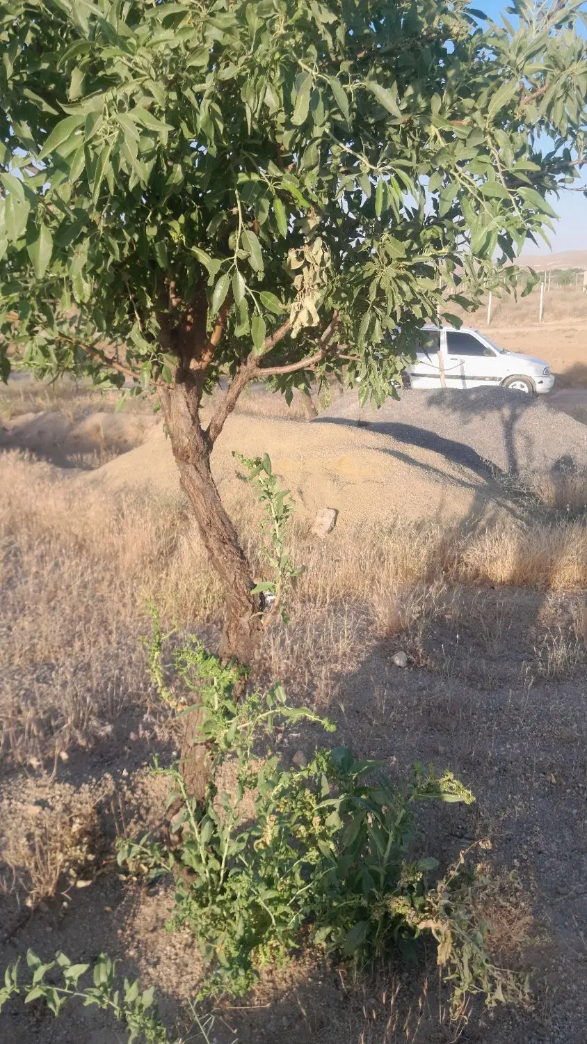 زمین باغی ۲۵۰ منری