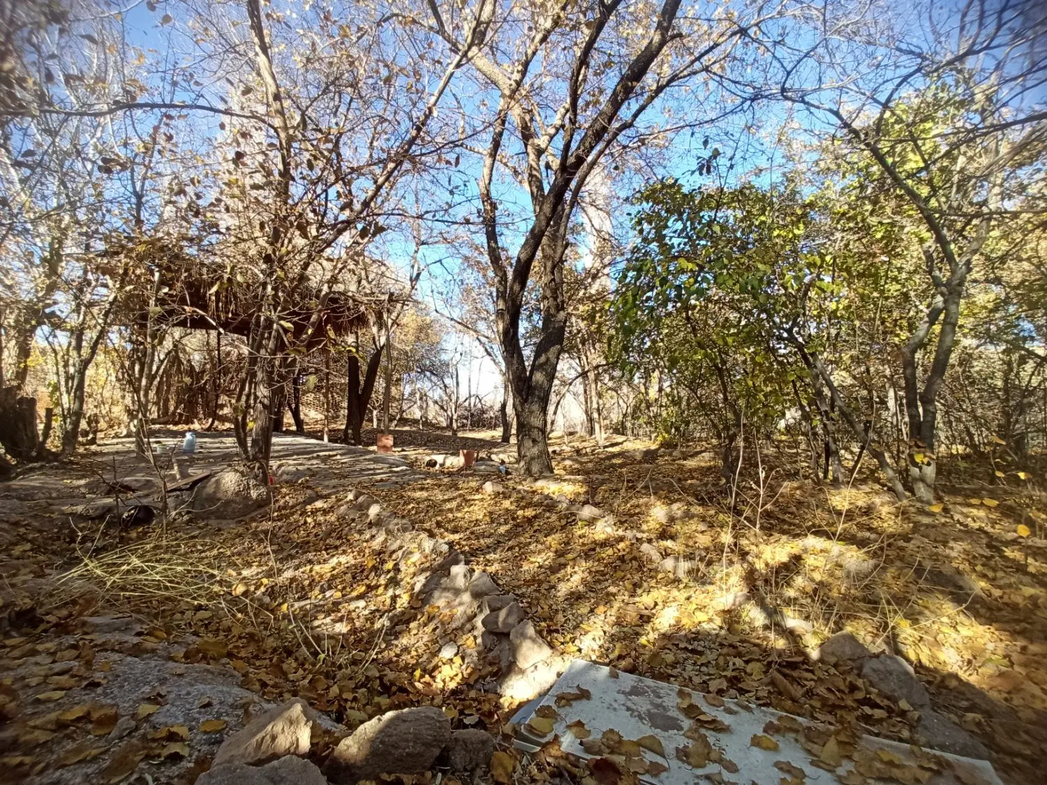 زمین باغی واقع در مغوئیه ( بزگر مرده)