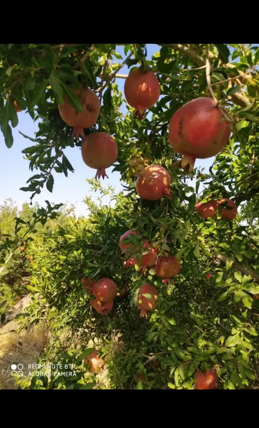 باغچه باغ ویلایی شهرکی با سند اندیس