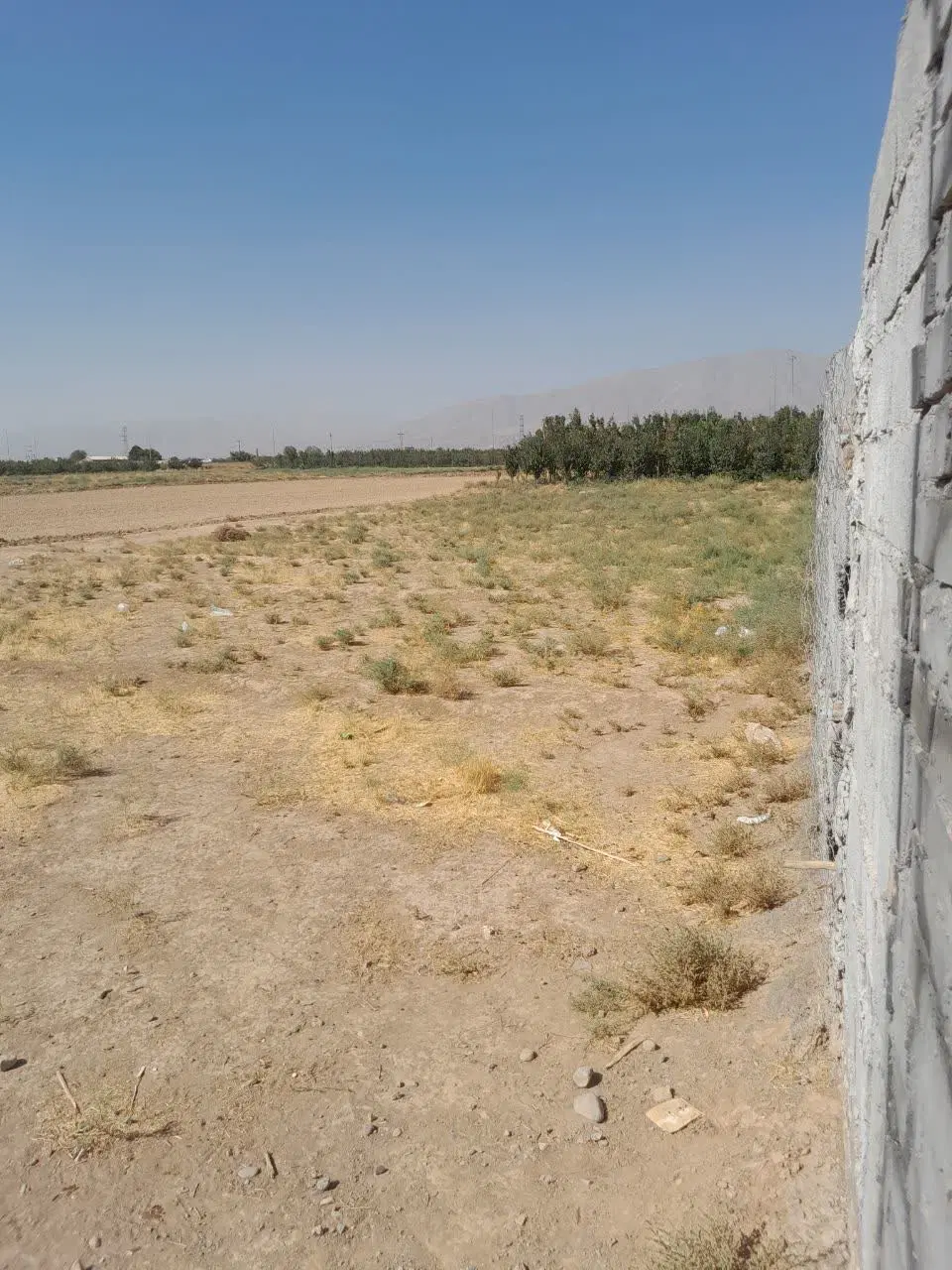 زمین زعفران