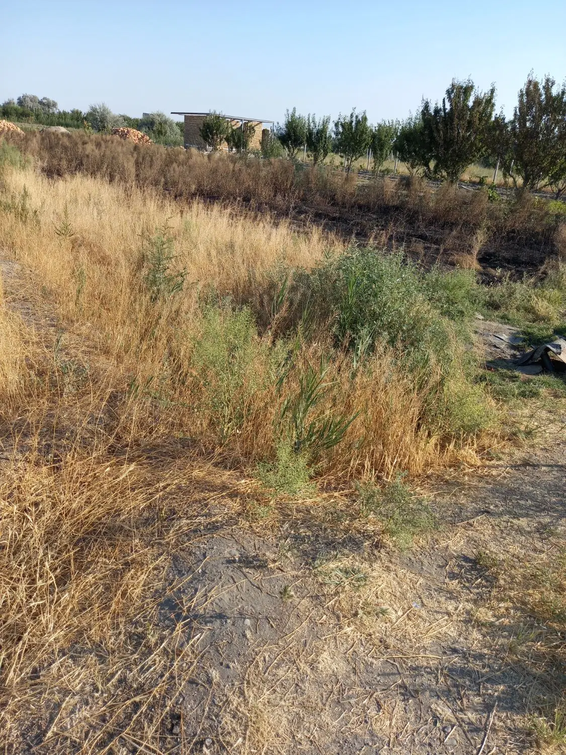 باسلام یک قطعه زمین زراعی  به متراژ ۶۰۰ متر واقع